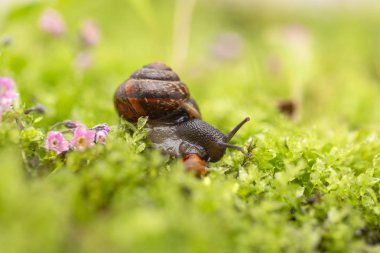 Bahçe salyangozu. Güneşli bir günde çimenlerin üzerinde salyangoz. Seçici odaklama.