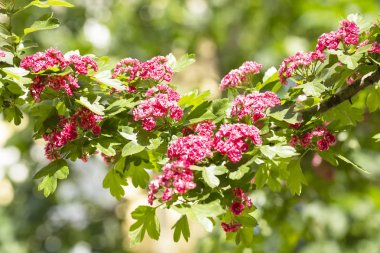 Bir Woodland Garden Çift pembe Hawthorn bahar çiçekleri (Crataegus laevigata ' rosea Flore pleno '). Bahar çiçek peyzaj. Çiçek alıç