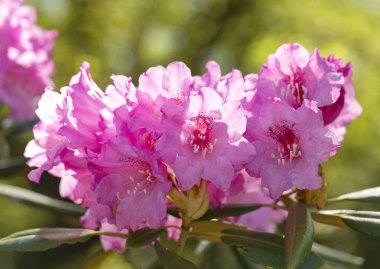 Narin pembe çiçekler. Kore zemlyannikova veya Chosenia zemlyannikova (Chosenia arbutifolia). 