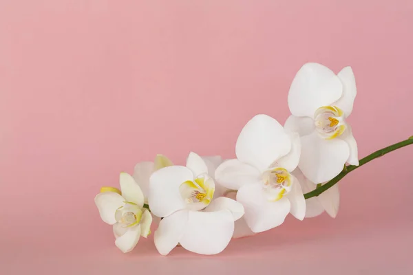 Beautiful White orchid flowers on pastel pink background. A tender white orchid Phalaenopsis. Space for a text, flat lay, view from above. Tropical flower, branch of orchid close up.