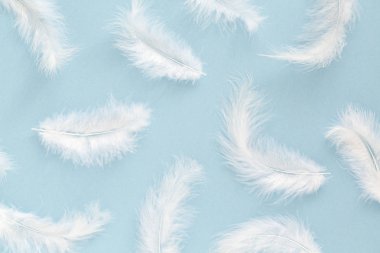 Mavi arka planda tüylü beyaz tüyler. Minimalist tarzda. Soyut arkaplan.