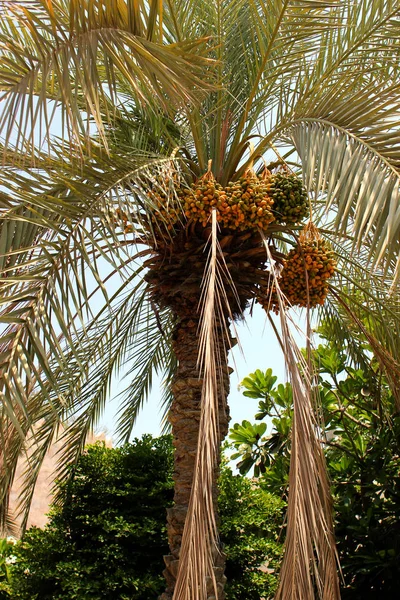 The juicy fruits of the date growing on the date palm.