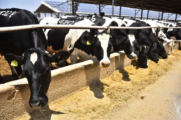 Vacas Que Alimentam Kibutz Criação Gado Israel Central — Fotografia de Stock