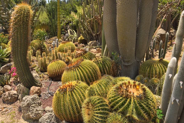 Gran Colonia Cactus Kibutz Israelí Parte Central Del País —  Fotos de Stock