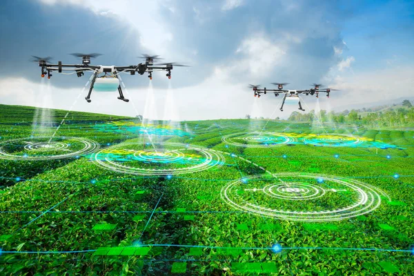 Yeşil çay alanlar üzerinde püskürtülür gübre için tarım dron tarama alanı, teknoloji akıllı çiftlik 4.0 konsept