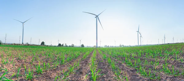 Campo Canna Zucchero Con Campo Turbina Eolica — Foto Stock