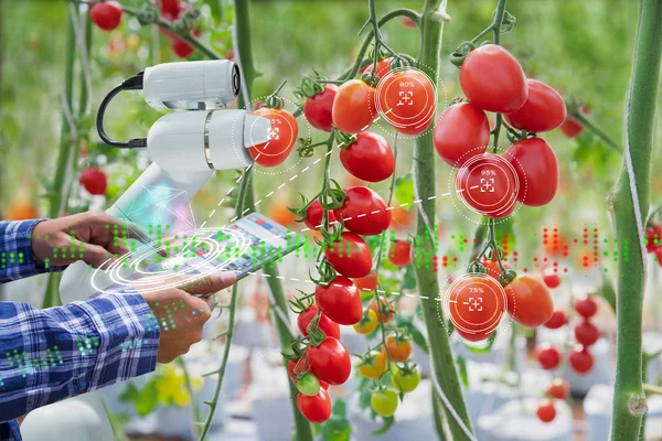 Çiftçi Tarım sanayi, tarım teknoloji akıllı çiftlik kavramı domates hasat için dijital tablet denetim robot kullanarak