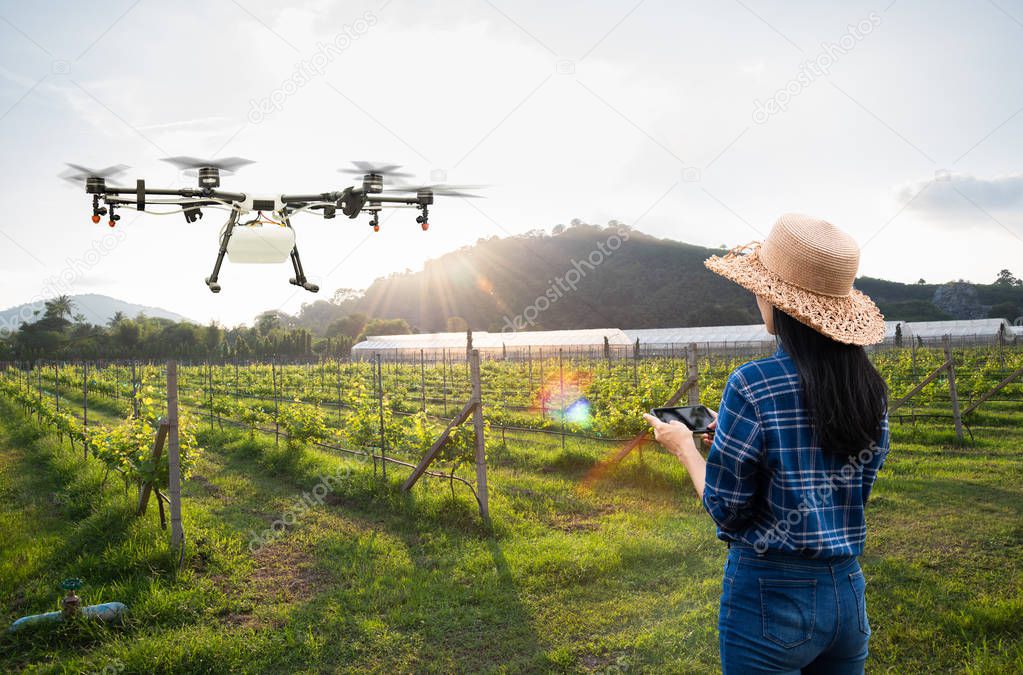 Woman farmer use smart phone control agriculture drone fly to sprayed fertilizer on the grape fields, Smart farm 4.0 concept