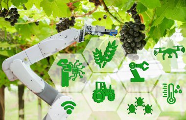 Agricultural robot assistant harvesting grapes to analyze the gr clipart