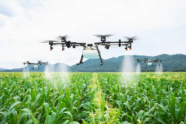 Agriculture drone fly to sprayed fertilizer on the sweet corn fields