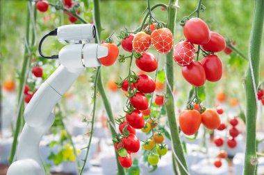 Görüntü işleme teknolojisi için kullanılan tarım sektöründe domates hasat için robot ile geçerlidir