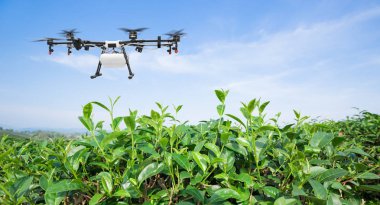 Agriculture drone fly to sprayed fertilizer on the green tea fields, Smart farm 4.0 concept clipart