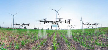Agriculture drone fly to spray fertilizer on panorama sugarcane fields, Smart farm 4.0 concept clipart