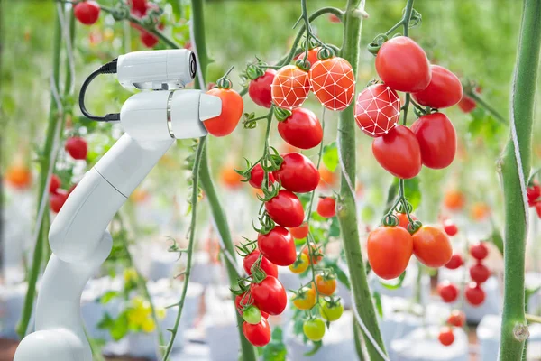 Beeld Processing Technologie Toepassen Met Robot Gebruikt Oogsten Van Tomaten — Stockfoto