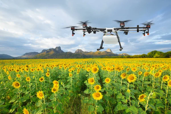 Landwirtschaftliche Drohne Fliegt Auf Dem Sonnenblumenfeld Smart Farm Konzept — Stockfoto