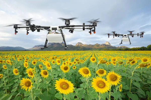 Landwirtschaftliche Drohne Fliegt Auf Dem Sonnenblumenfeld Smart Farm Konzept — Stockfoto