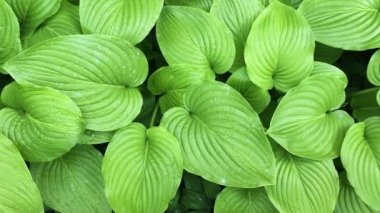 bir bahçe içinde tropikal bitki