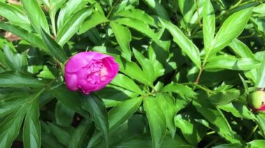 Güzel çiçek açan Şakayık Bahçe 