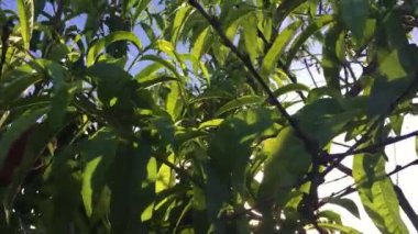 Bahçedeki hasat toplama