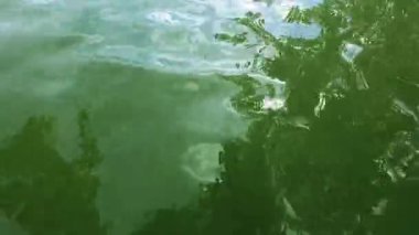 Lake Park, yeşil su