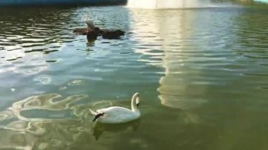 Lake Park, yeşil su