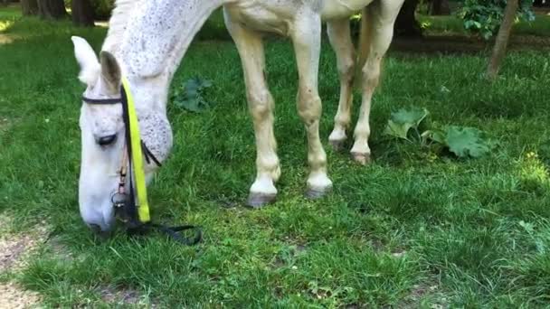 Cavallo Bianco Che Mordicchia Erba Sul Prato — Video Stock
