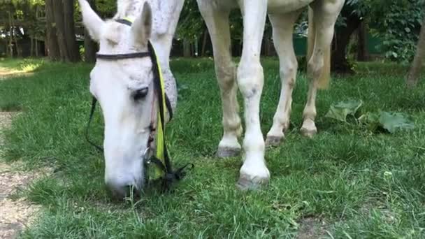 Kuda Putih Menggigit Rumput Padang Rumput — Stok Video