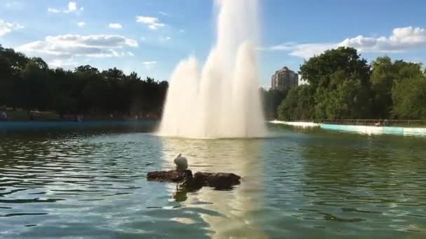 Zelená Voda Jezera Parku — Stock video