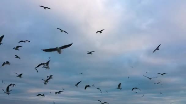 Чайки Летающие Над Морем — стоковое видео