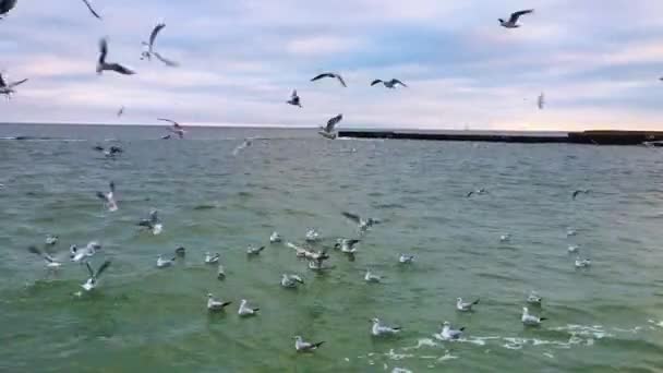 Gaviotas Volando Sobre Mar — Vídeo de stock