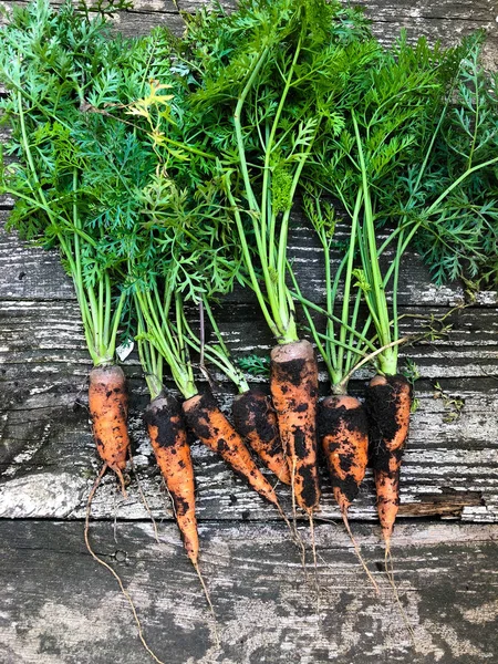 Fresh Vegetables Harvest Organic Farm — Stock Photo, Image