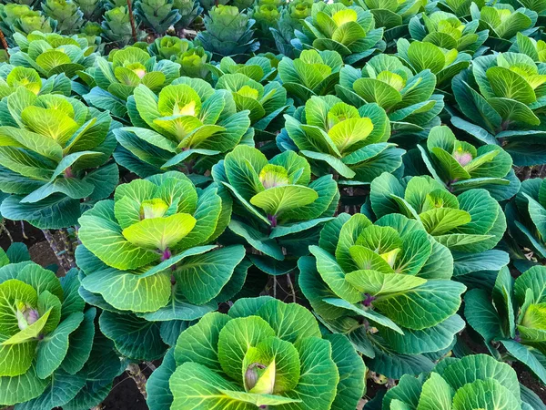 Coles Verdes Decorativos Que Crecen Jardín —  Fotos de Stock