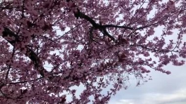 İlkbaharda göl kenarında güzel çiçek açan kiraz ağacı 