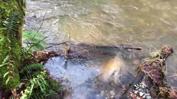 山の中の小川に流れる水 — ストック動画