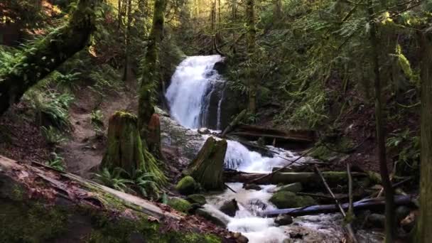 Bela Cachoeira Floresta — Vídeo de Stock