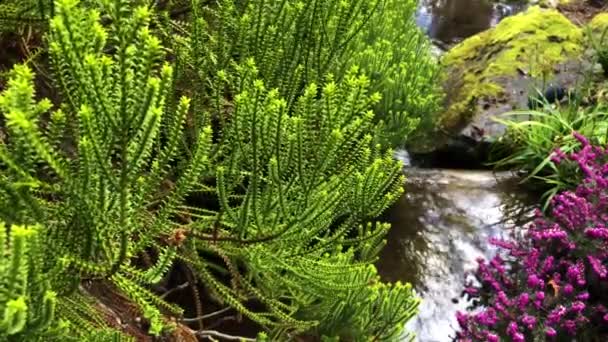 Jardim Japonês Com Uma Cachoeira Lagoa — Vídeo de Stock