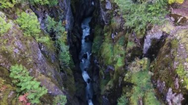 Dağ 'da yürüyüş. Rainier Ulusal Parkı