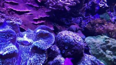 Okyanustaki tropik balıklar ve mercanlar