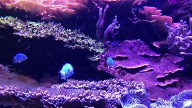 Okyanustaki tropik balıklar ve mercanlar