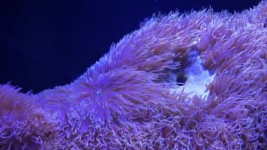 Okyanustaki tropik balıklar ve mercanlar