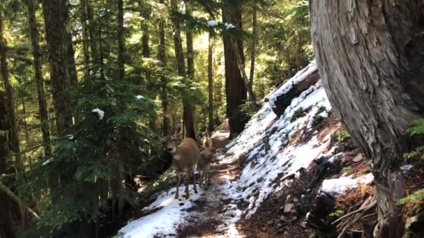 山の野生の鹿やファン レイニア国立公園 — ストック動画