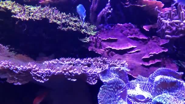 Tropische Vissen Koralen Oceaan — Stockvideo