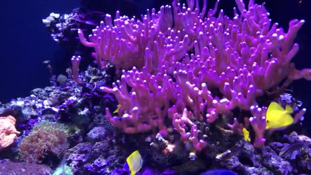 Peces Tropicales Corales Océano — Vídeo de stock