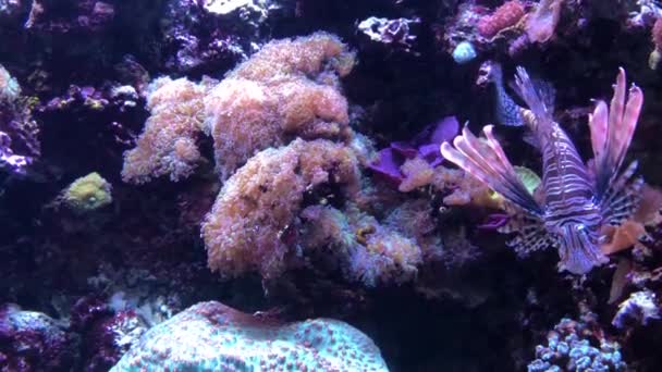 海洋中的热带鱼类和珊瑚 — 图库视频影像
