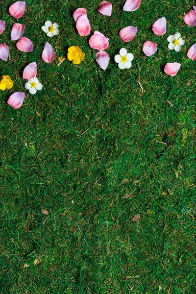 Spring Grass Petals Flowers Top View High Angle — Stock Photo, Image