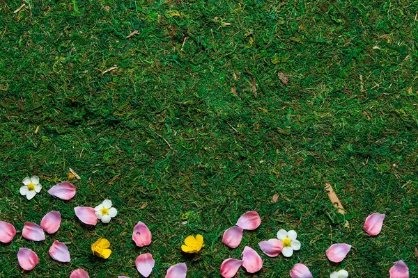 Spring Grass Petals Flowers Top View High Angle — Stock Photo, Image