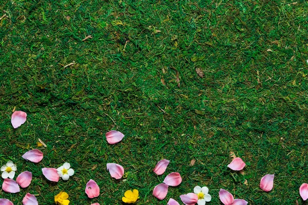 花弁と花のある春草トップビュー高角度 — ストック写真
