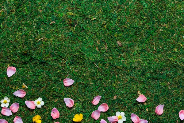 Spring Grass Petals Flowers Top View High Angle — Stock Photo, Image