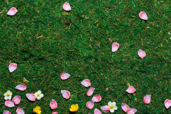 Spring Grass Petals Flowers Top View High Angle — Stock Photo, Image