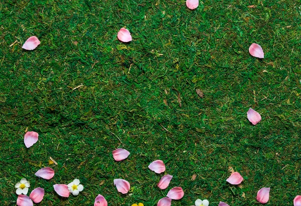 Voorjaar Gras Met Bloemblaadjes Bloemen Bovenaanzicht Hoge Hoek — Stockfoto